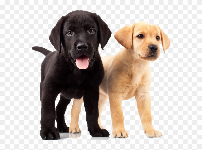 Golden Retriever Puppies - Yellow And Black Lab Puppies Clipart #1259615