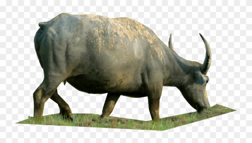 Kerbau Png Clipart #1260214