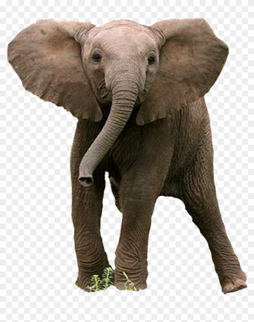 #baby #elephant #sticker Clipart