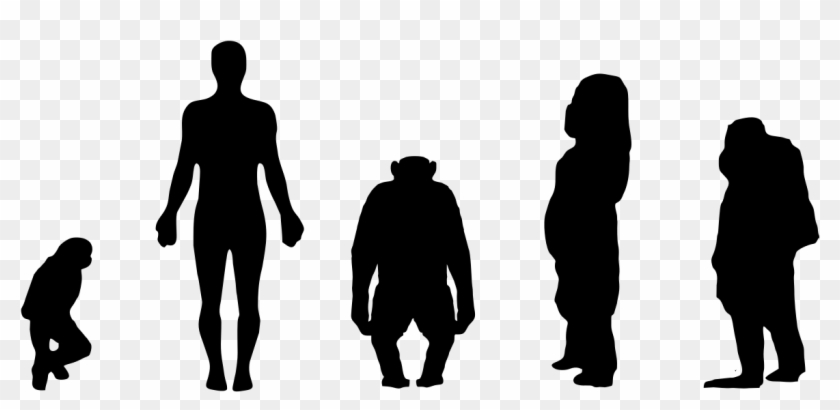 Comparison Of Size Of Gibbon, Human, Chimpanzee Western - Chimpanzee Size Clipart #1262047