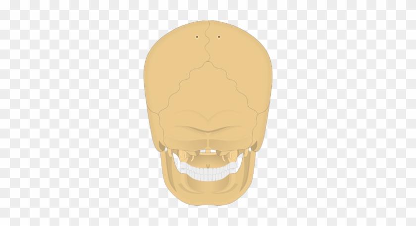 Posterior View Of The Skull - Skull Clipart #1262070
