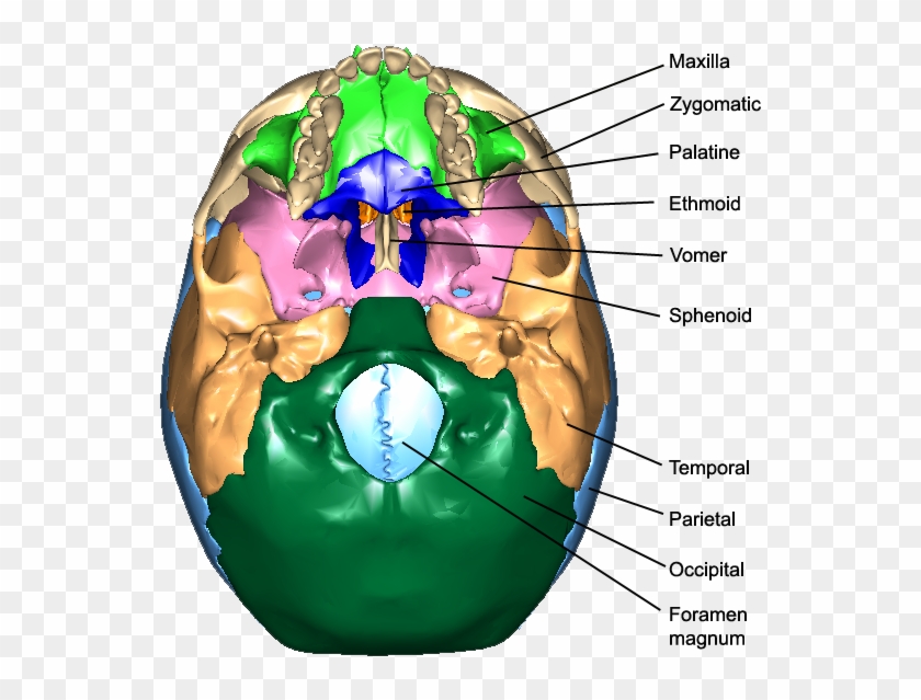 9 The Bones Of The Skull, Inferior View, Looking Up - Circle Clipart #1262279