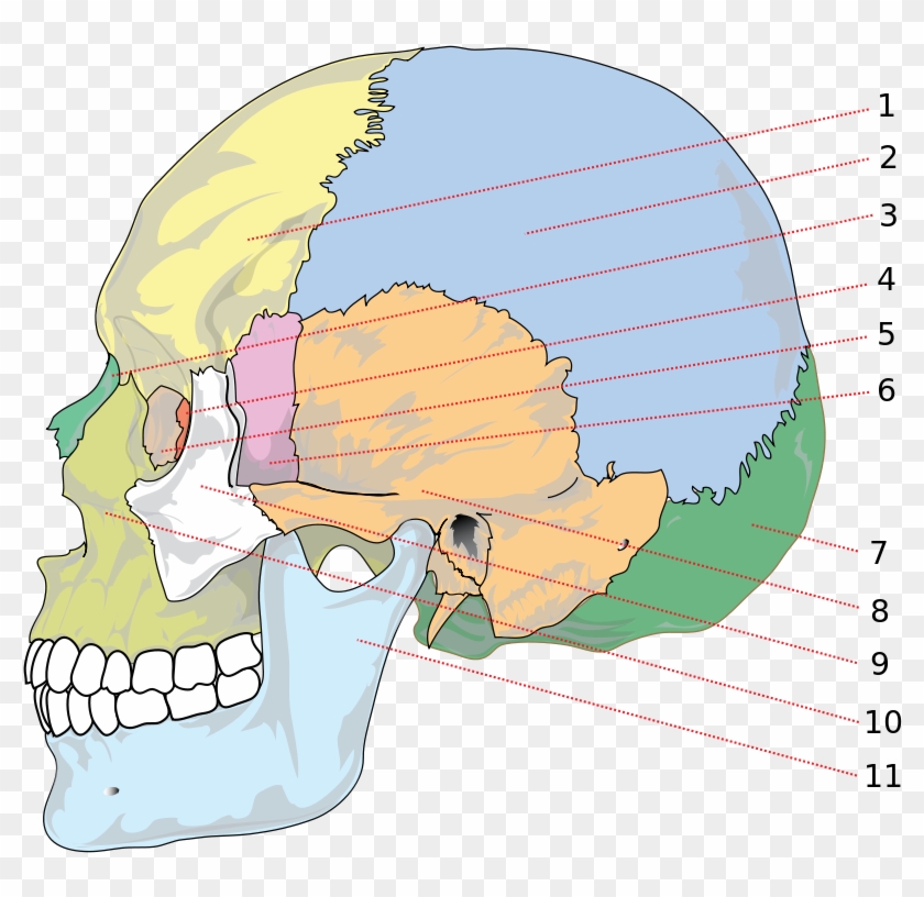 530 × 480 Pixels - Different Parts Of Head Clipart