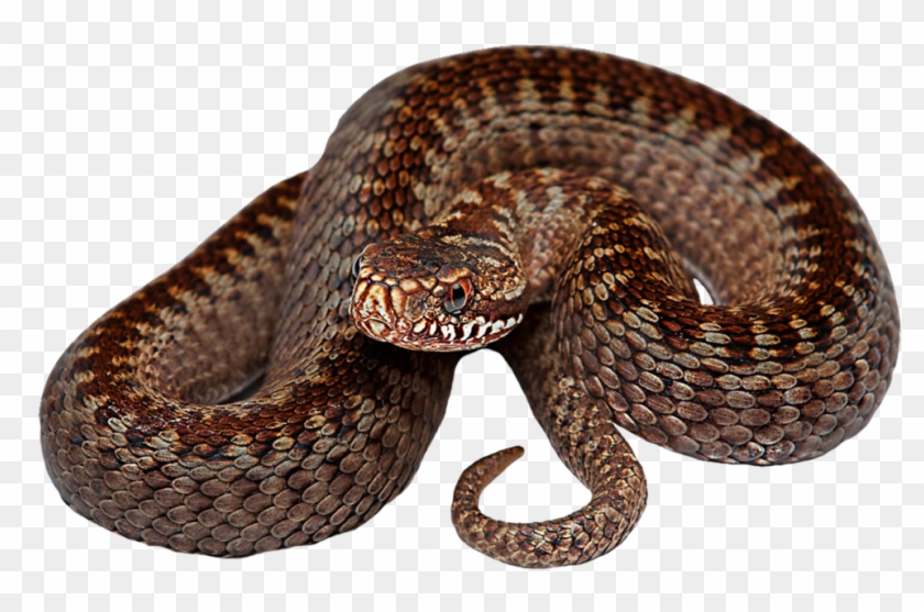 Image - Serpent Png Clipart #1263725