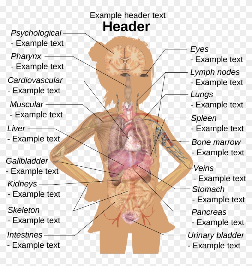 Girl Diagram Template - Human Body Parts Clipart #1263978