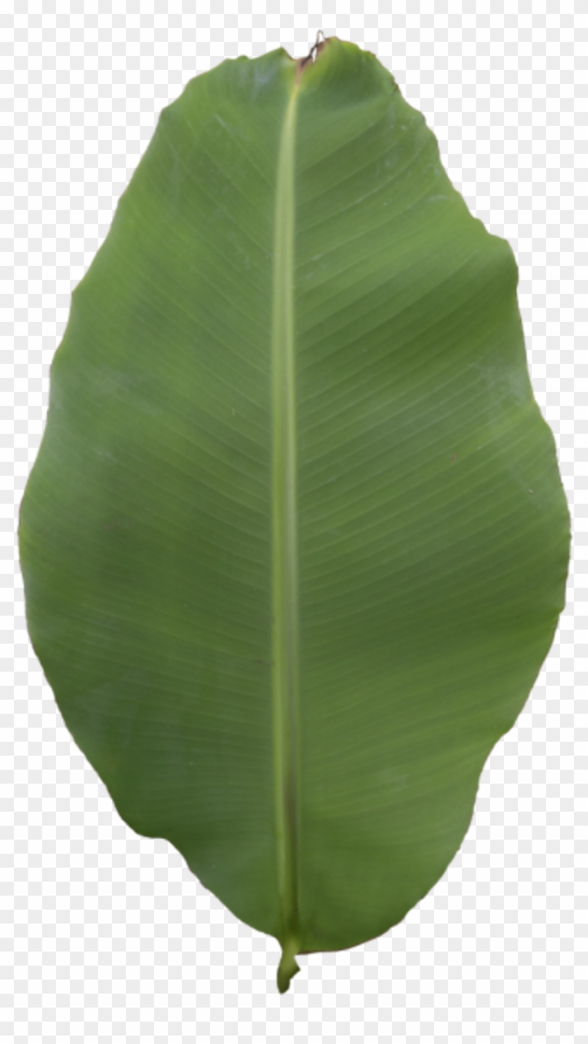 Leaf Banana - Ensete Clipart