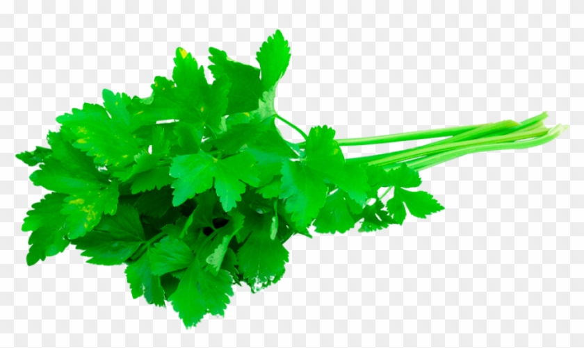 Cilantro Emm 500 Slobolt - Coriander Essential Oil Clipart #1264413