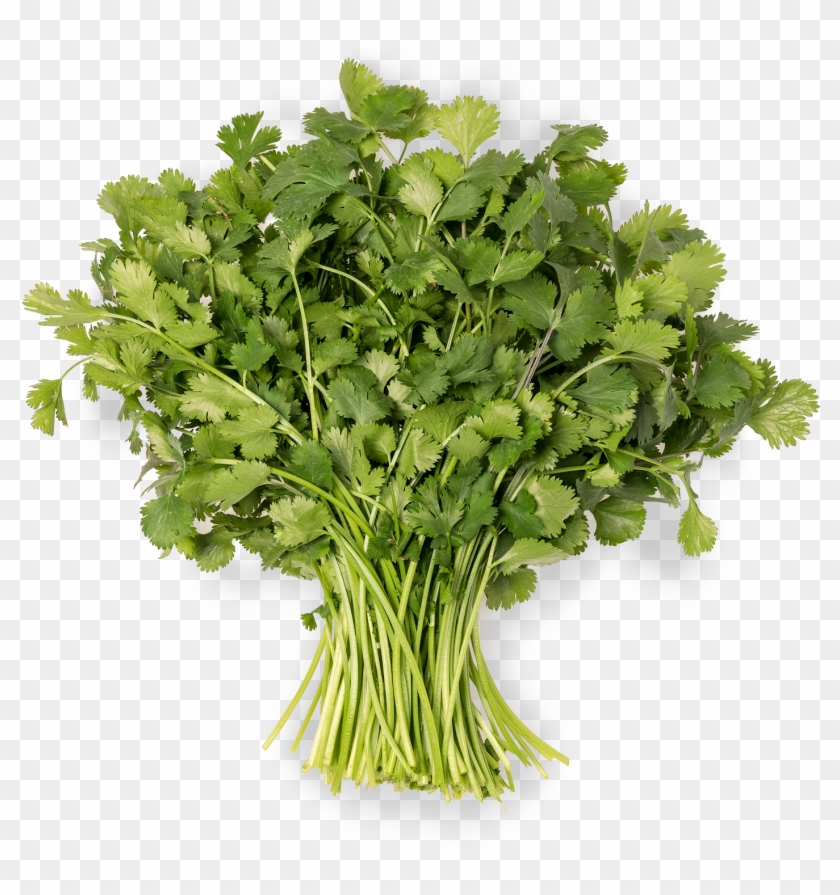 Coriander - Parsley Clipart