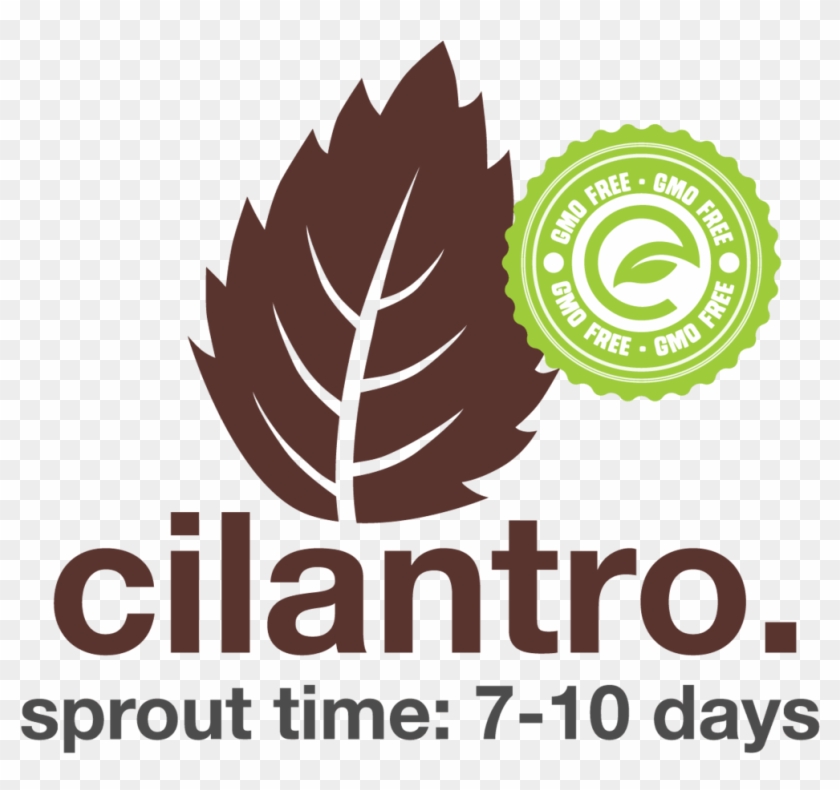 Cilantro - Esv Bible Clipart