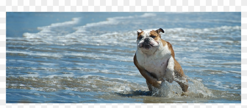 Huntington Dog Beach - North American River Otter Clipart