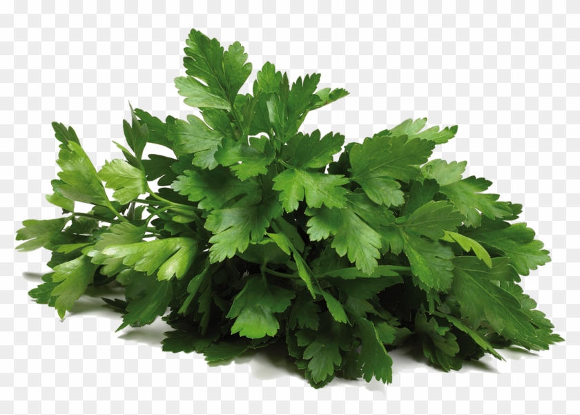 Cilantro - Koriander Gewürz Clipart