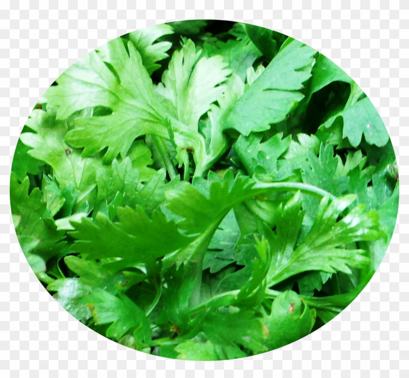 Chopped Cilantro Png - Lettuce Clipart