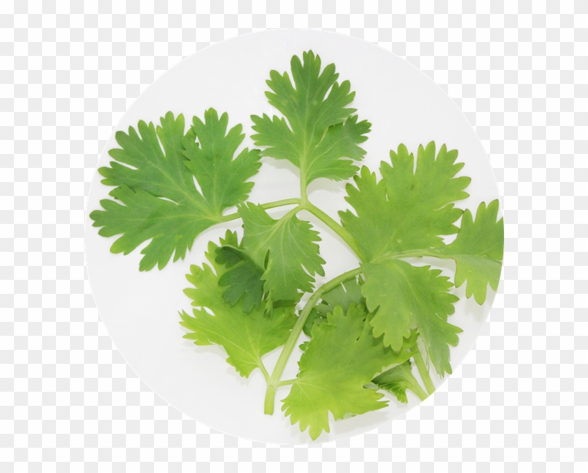 Cilantro - Coriander Clipart #1266506