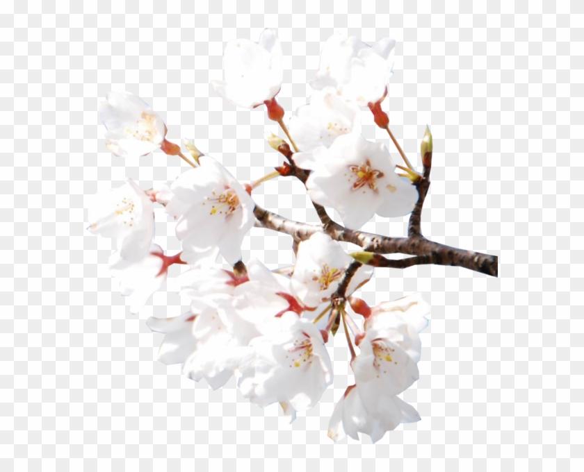 Cherry Blossoms - White Cherry Blossom Flower Aesthetic Clipart