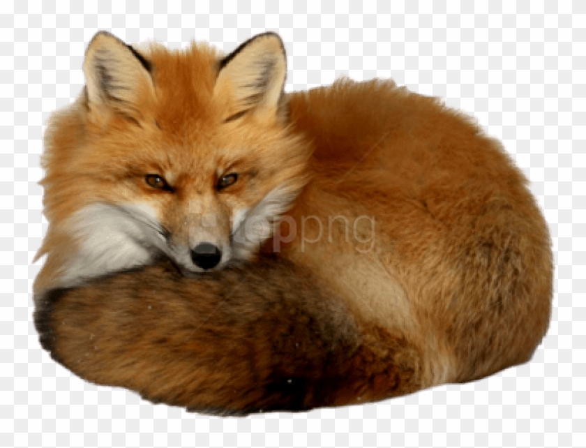 Free Png Download Fox Png Images Background Png Images - Red Fox With A Transparent Background Clipart #1270371