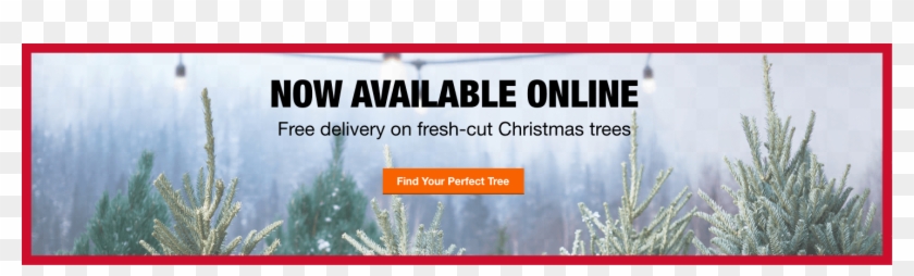 Fresh-cut Christmas Trees - Colorado Spruce Clipart