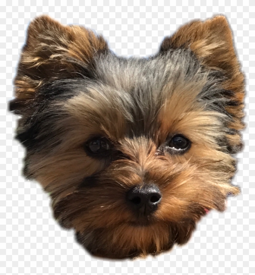 Pepper Dog Cute Puppy Yorkie Perro Freetoedit Png Download - Yorkshire Terrier Clipart #1272482