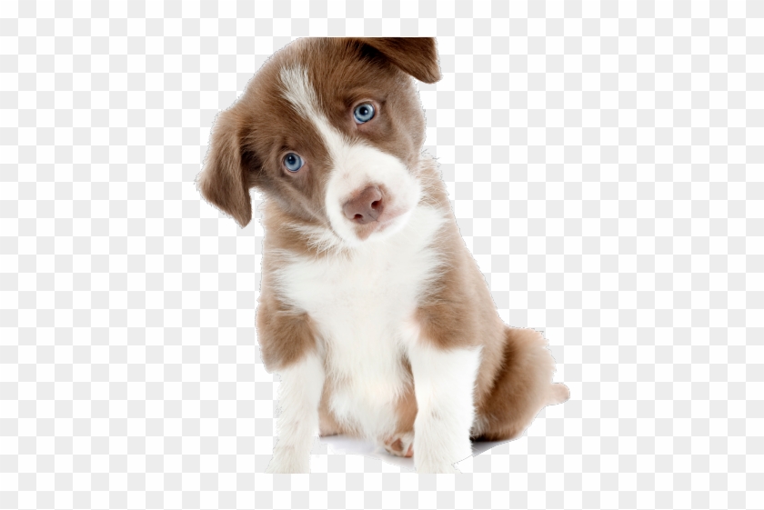 Collie Clipart Cute Puppy - Cute Dog Images Png Transparent Png