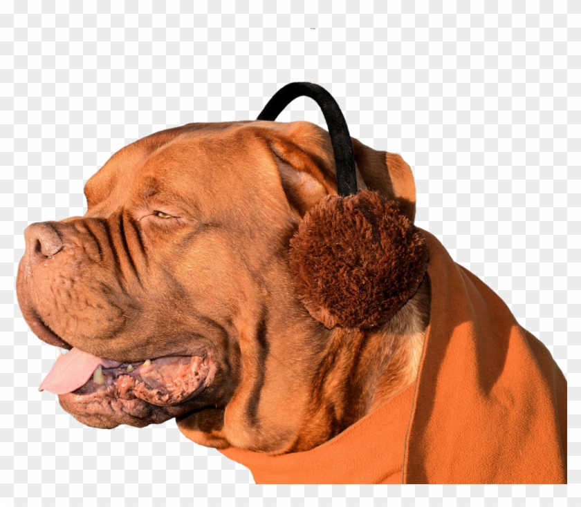 Dog,ear - Earmuff Day Clipart #1272967