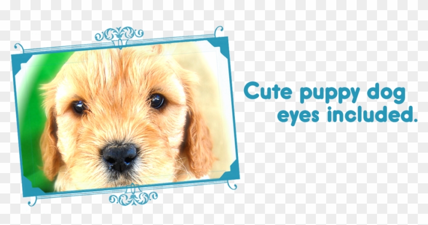 Slide Cute Eyes - Companion Dog Clipart
