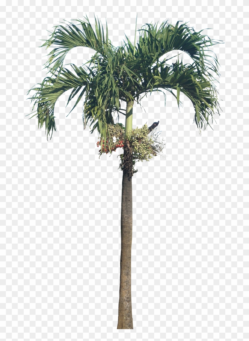 Dwarf Royal Palm Palm, Dwarf Royal Palm - Betel Nut Tree Png Clipart