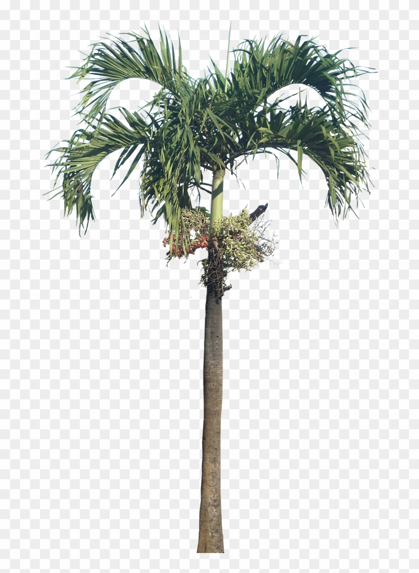 Dwarf Royal Palm Palm, Dwarf Royal Palm - Betel Nut Tree Png Clipart #1273364