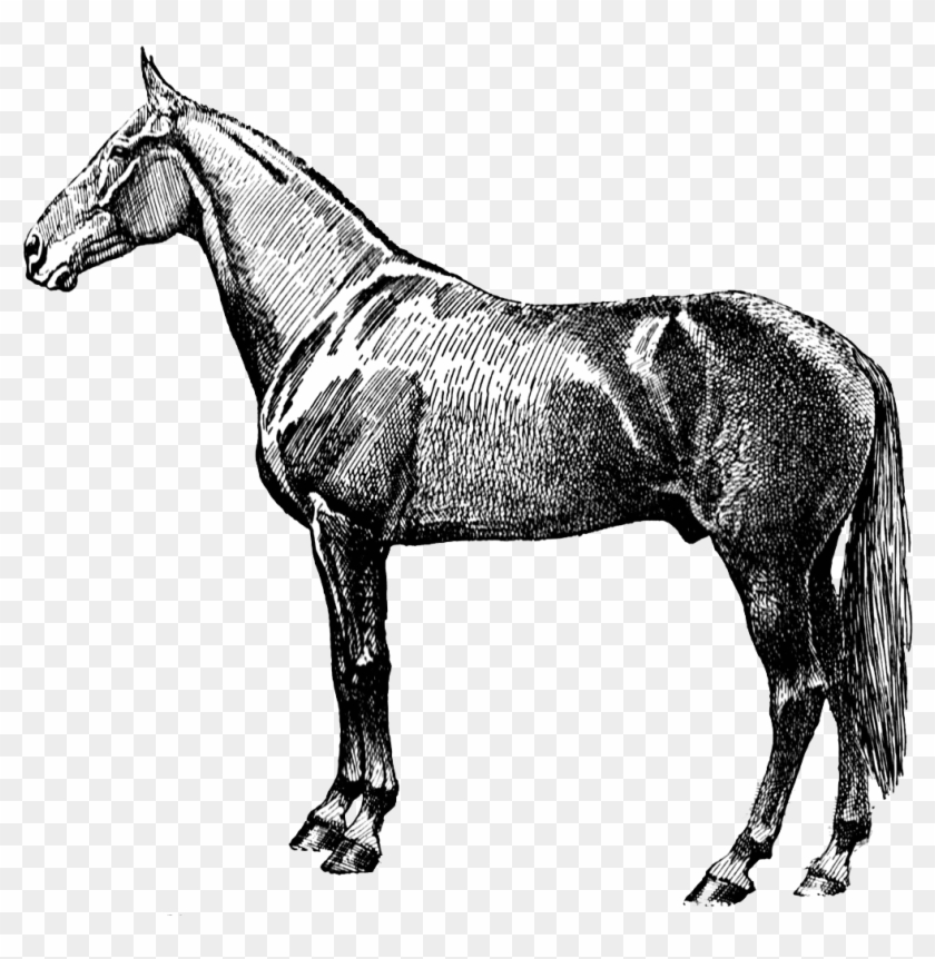 Download Vintage Horse Silhouette Transparent Png - Horse Vintage Clipart