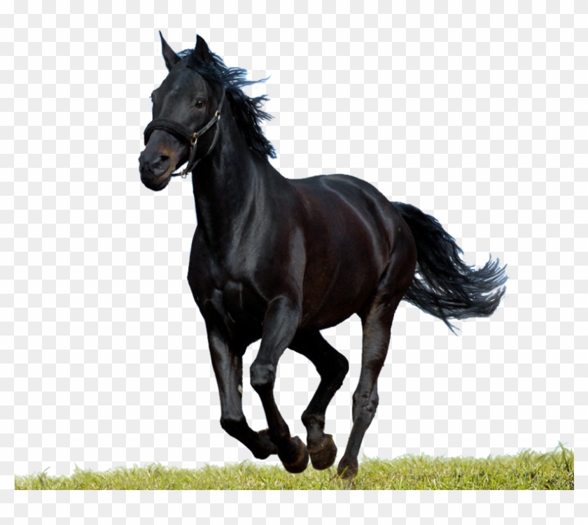 Com Warehouse - Png Horse Clipart