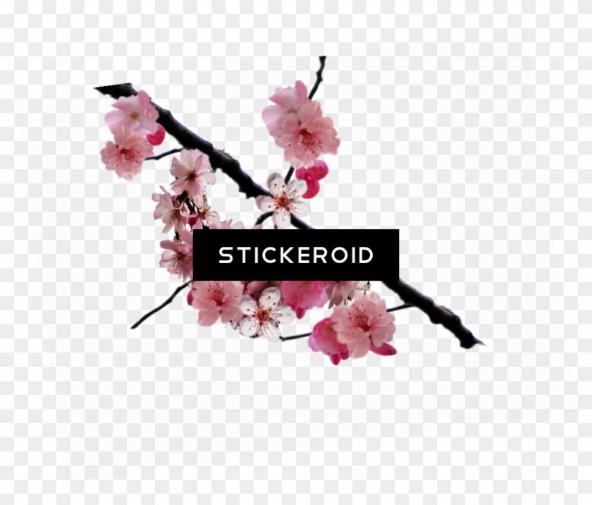 Cherry Blossom Flower - Editing We Heart It Overlay Png Clipart