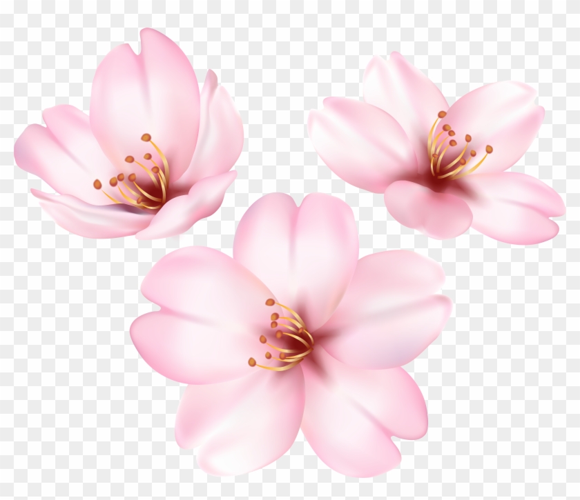 Spring Blooming Tree Flower Png Clip Art Image Transparent Png