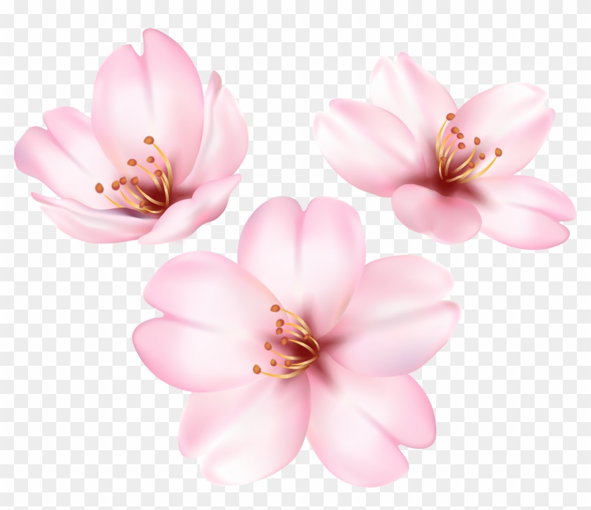 Spring Blooming Tree Flower Png Clip Art Image Transparent Png #1275429