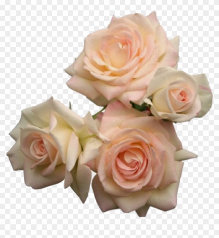 #moodboard #nichememe #polyvore #png #roses #pink Clipart #1277546