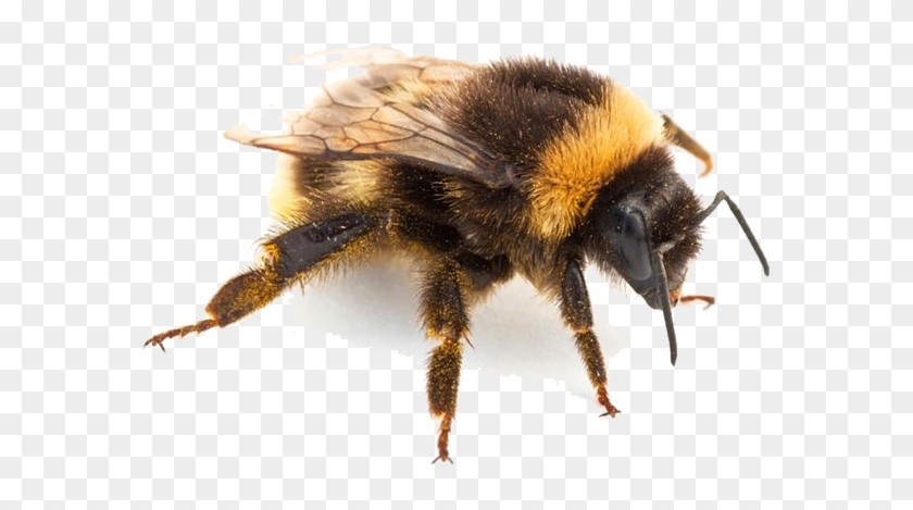 Insect Png Pic - Bumblebee Insect Png Clipart #1279613