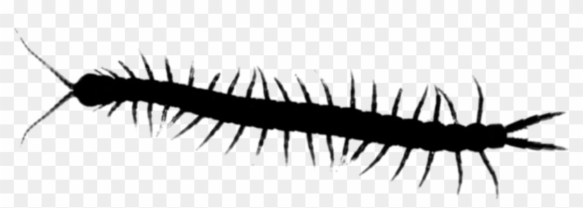 Millipedes Centipedes House Insect Centipede Graphics - Millipedes Clipart