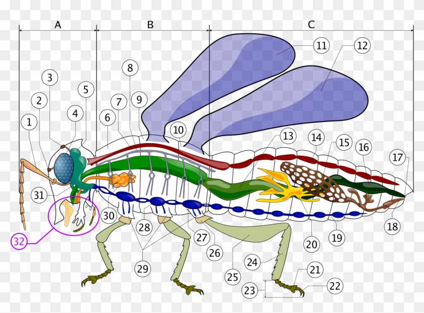 File - Robal - Insect Circulatory System Clipart #1280155