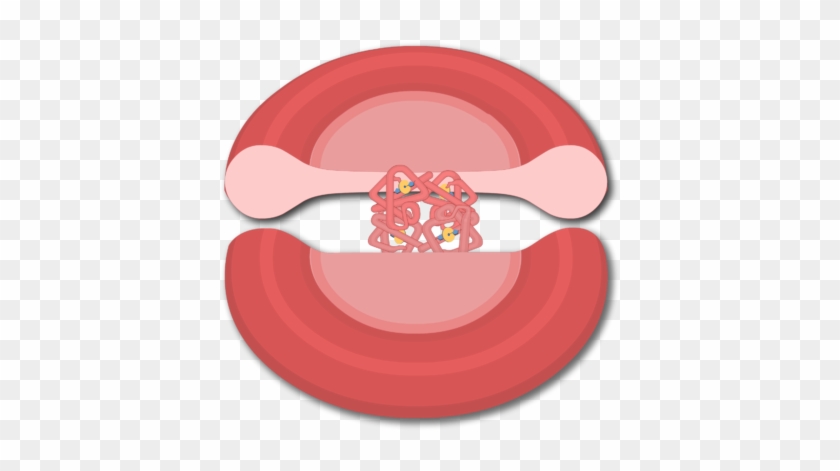 Stock Transport Of Oxygen In The Hemoglobin Molecules - Red Blood Cell Clipart