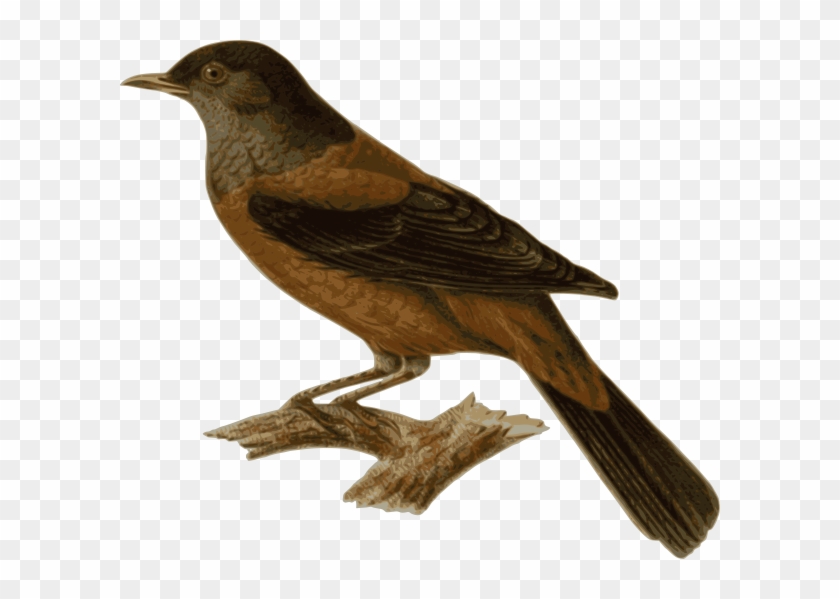 Turdus Rubrocanus Gouldi Png Images Clipart #1280518