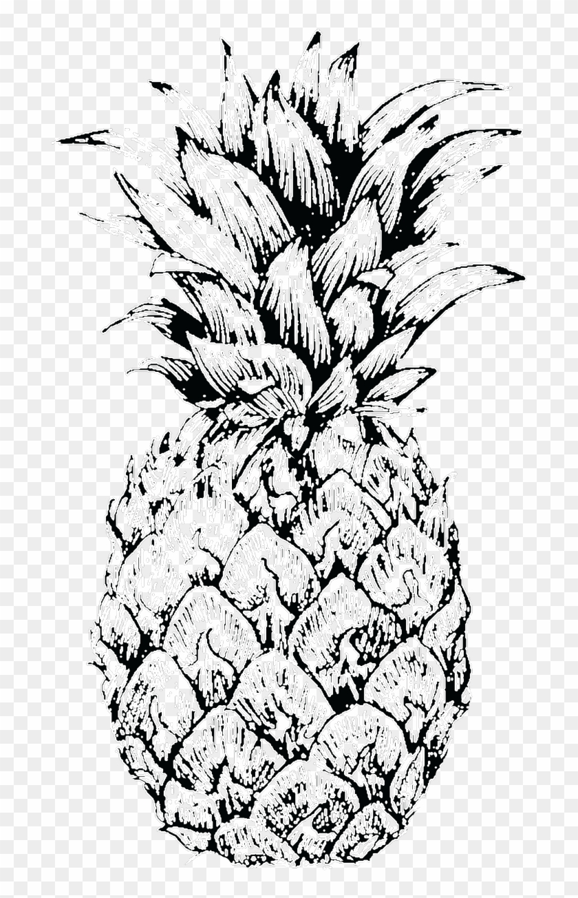 Pineapple Sketch At Paintingvalley Explore Collection - Pineapple Sketch Clipart #1281536