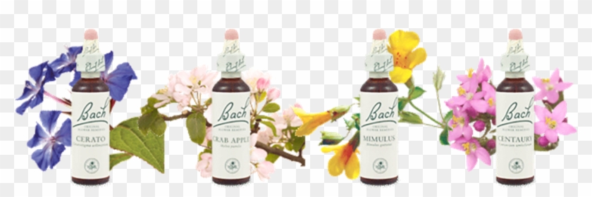 Essências Florais De Bach - Bach Clipart