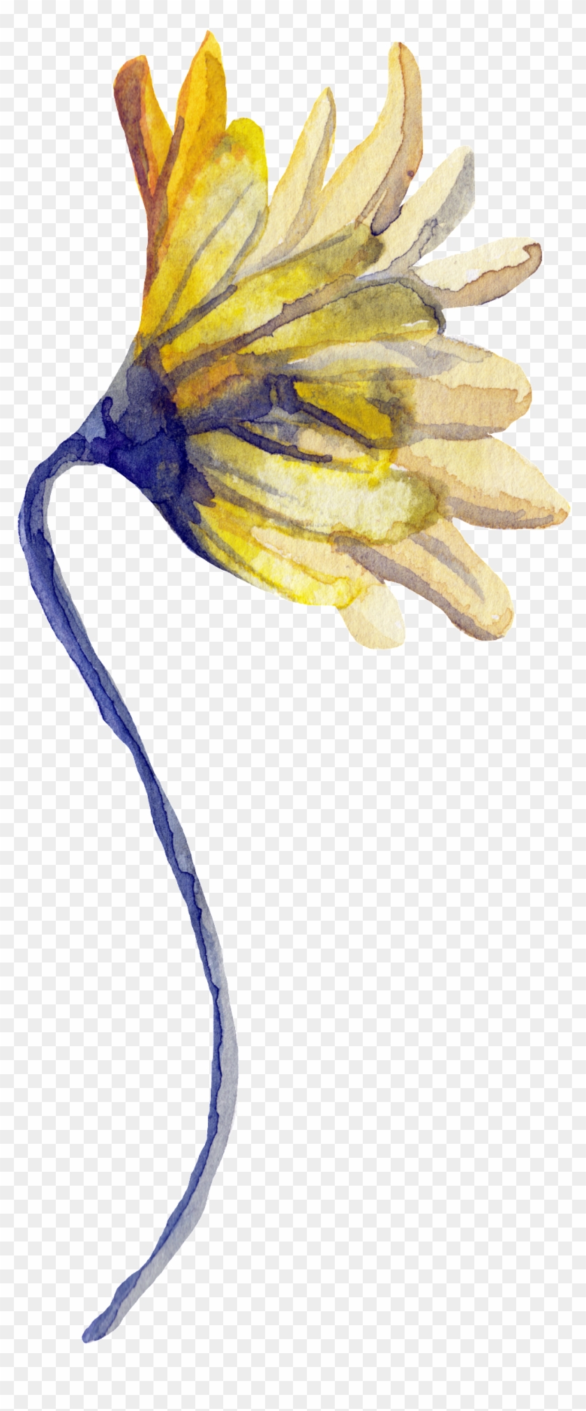 Png De Ornamentação Transparente Para Flores Florais Clipart #1281979