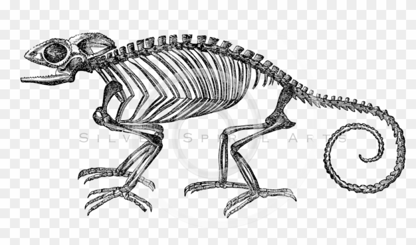 Chameleon Skeleton Clipart #1282117