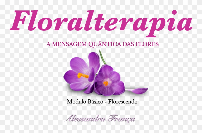 Sobre - Snow Crocus Clipart