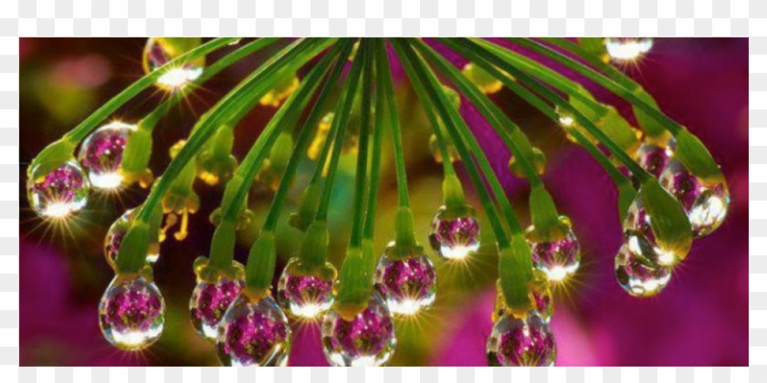 Flower Water Drop Reflection Clipart