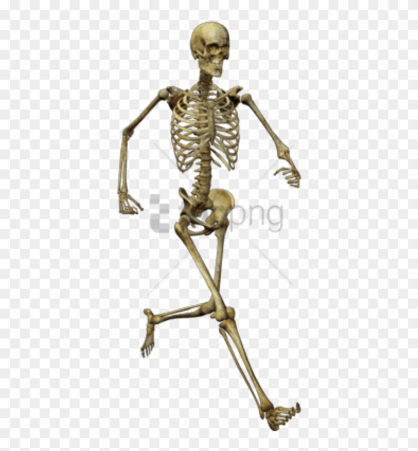 Free Png Download Running Skeleton Png Images Background - Human Skeleton Png Clipart #1282624