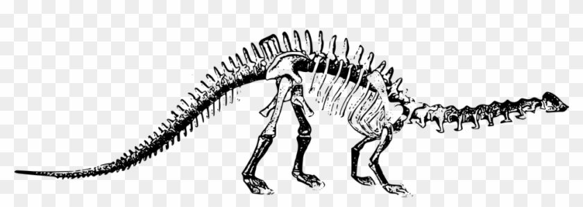 Dinosaur Bones Png - Brontosaurus Fossil Png Clipart