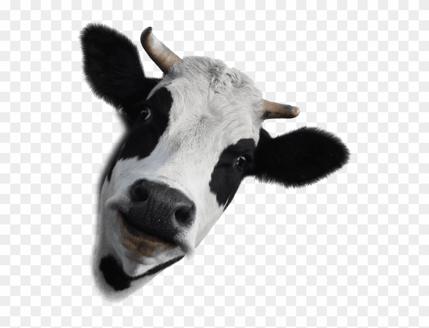 Dairy Cow White Background Clipart #1283050