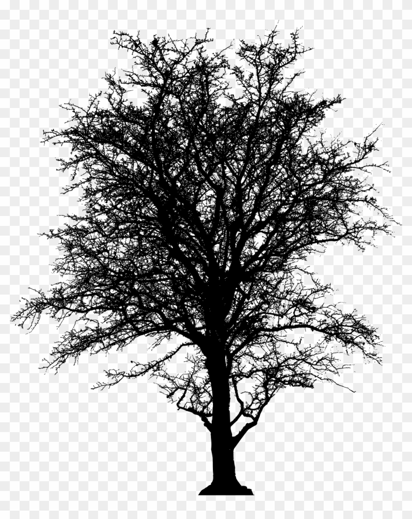 This Free Icons Png Design Of Leafless Barren Tree Clipart #1283220