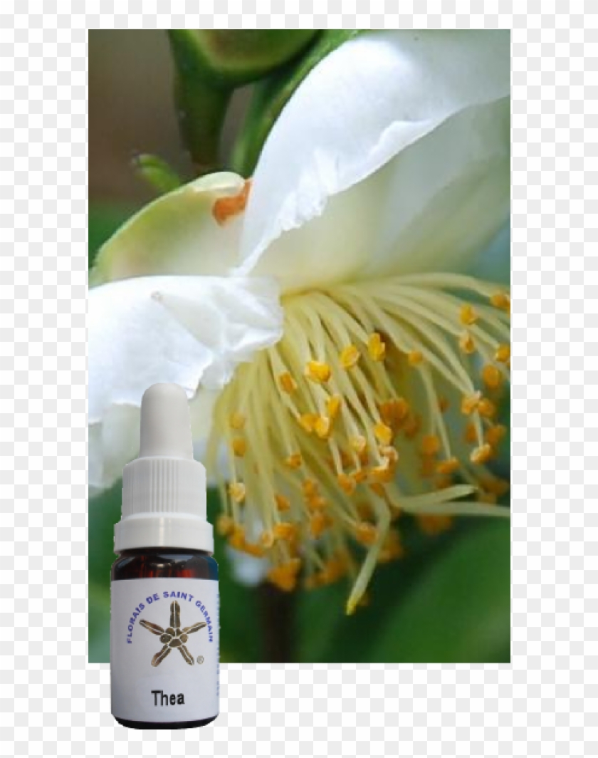 Floral De Saint Germain Thea 10 Ml - Florais De Saint Germain Clipart