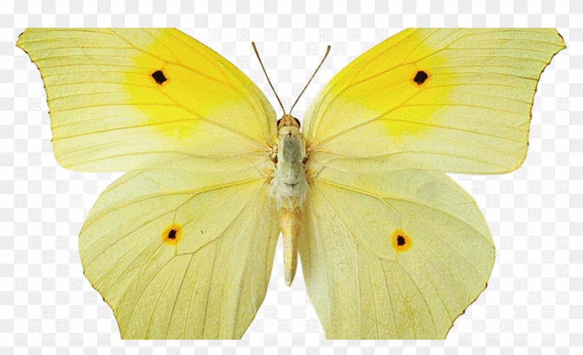 Yellow Butterfly Clipart