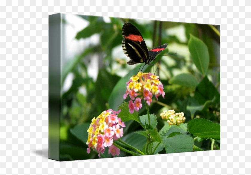 Butterfly Pink And Yellow By Lisa W - Lantana Camara Clipart #1285220